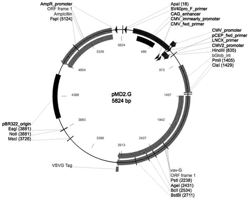 A method for constructing a cell model for screening antioxidant drugs based on protein misfolding