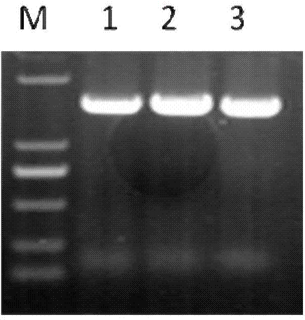 Application of GmbHLH transcription factor in promotion of synthesizing soy isoflavone