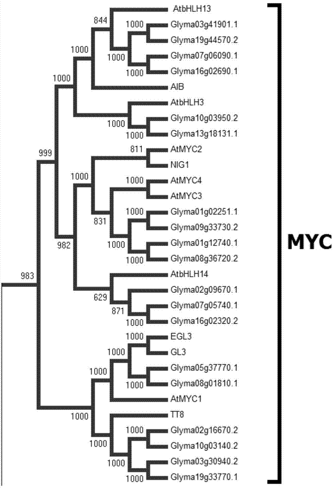 Application of GmbHLH transcription factor in promotion of synthesizing soy isoflavone