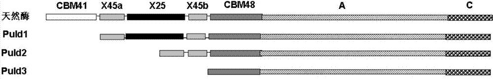 Pullulanase mutant with improved secretion efficiency and heat stability and preparation method of pullulanase mutant