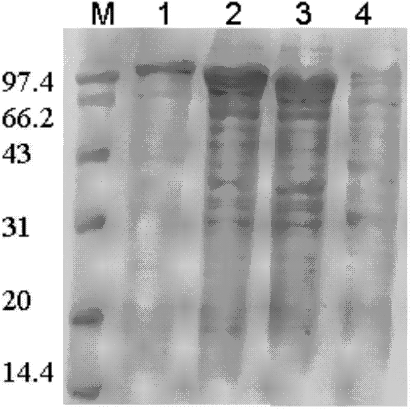 Pullulanase mutant with improved secretion efficiency and heat stability and preparation method of pullulanase mutant