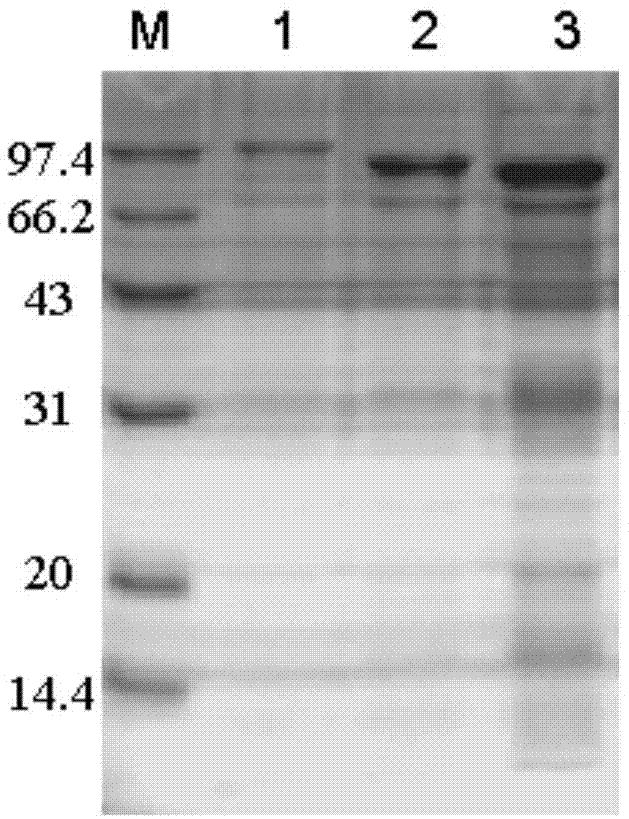 Pullulanase mutant with improved secretion efficiency and heat stability and preparation method of pullulanase mutant