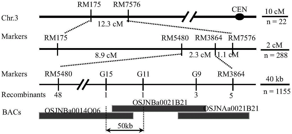 Protein GPA4 related to plant glutelin transportation and storage and encoding gene and application thereof