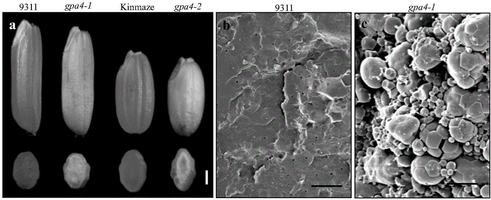 Protein GPA4 related to plant glutelin transportation and storage and encoding gene and application thereof