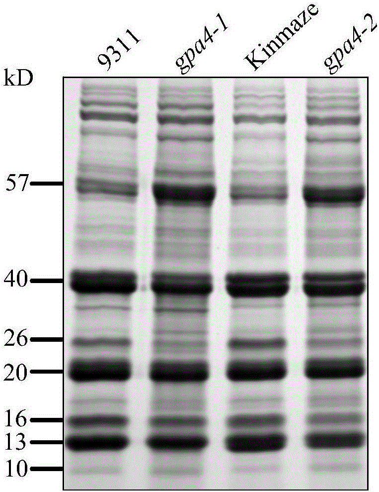 Protein GPA4 related to plant glutelin transportation and storage and encoding gene and application thereof