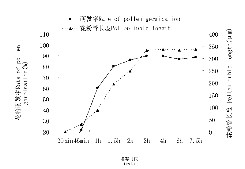 Liquid medium for vitro scutellaria root pollen germination and method for testing activity of scutellaria root pollen