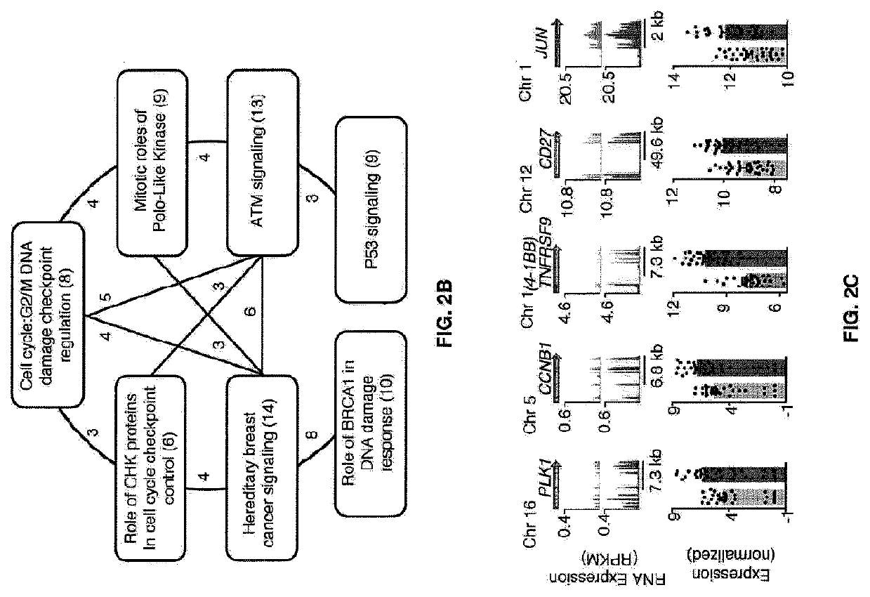 Compositions for cancer treatment and methods and uses for cancer treatment and prognosis