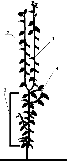 A kind of cultivating method of trellis pear tree trunk and auxiliary branches