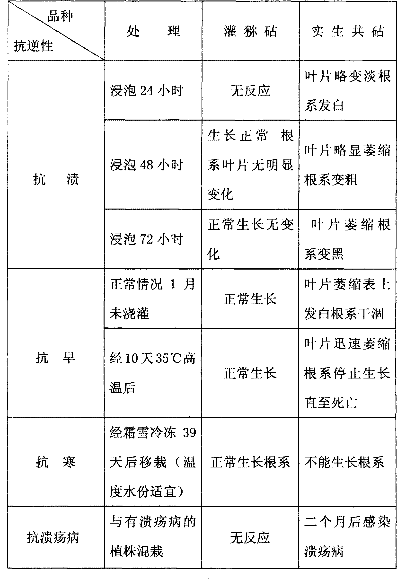 Cultivating method of kiwi grafted with base anvil