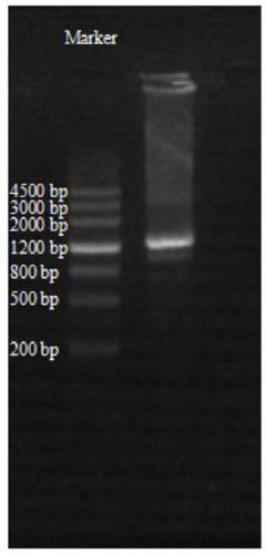 Streptomyces lydicus and application thereof to prevention and treatment of fire blight