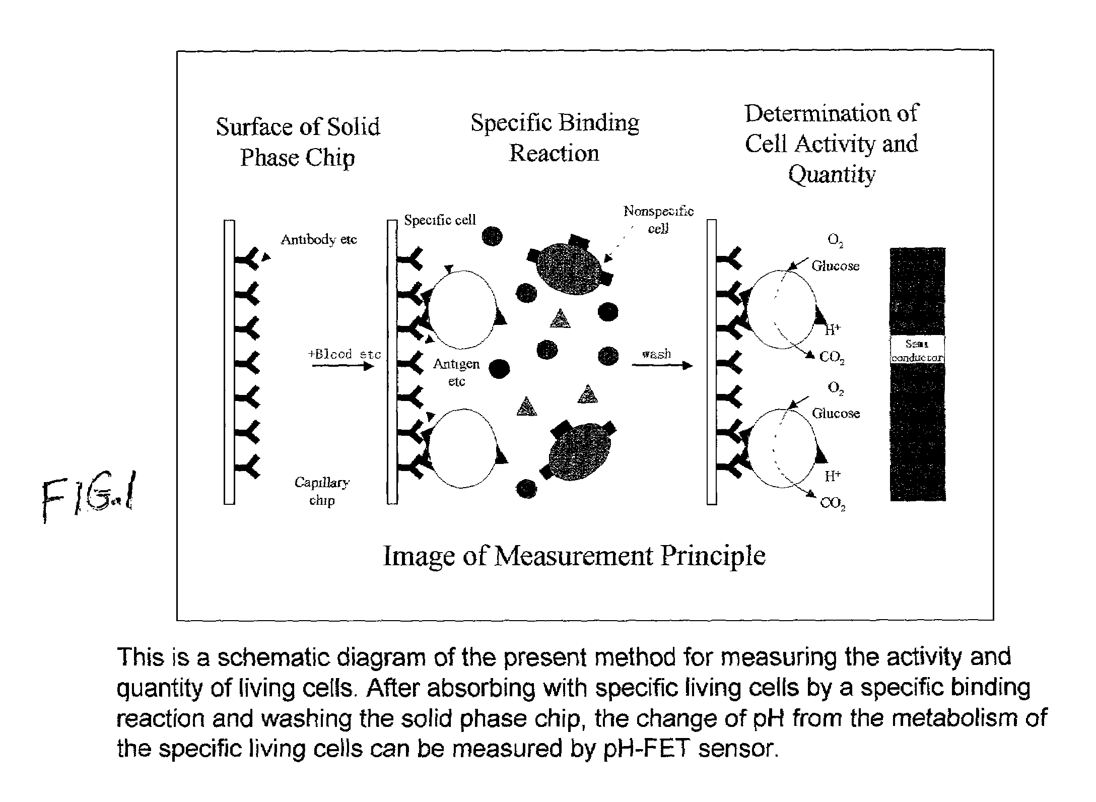 Measuring cellular metabolism of immobilized cells