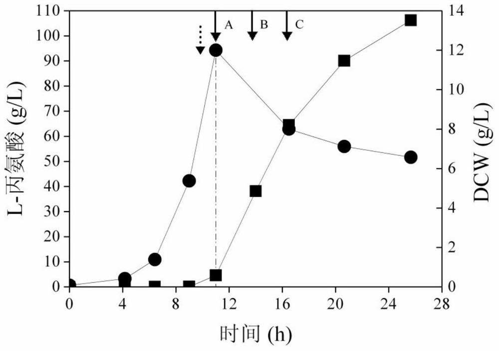 A kind of Escherichia coli for efficient fermentation and production of l-alanine