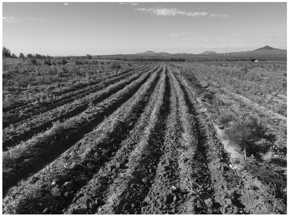 A method for controlling grass of Scutellaria baicalensis