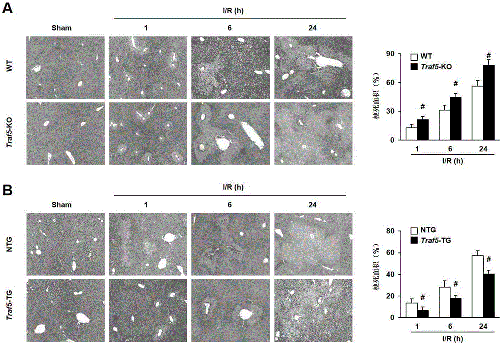 Application of TNF (tumor necrosis factor) receptor associated factor 5 (Traf5) to ischemia reperfusion injury