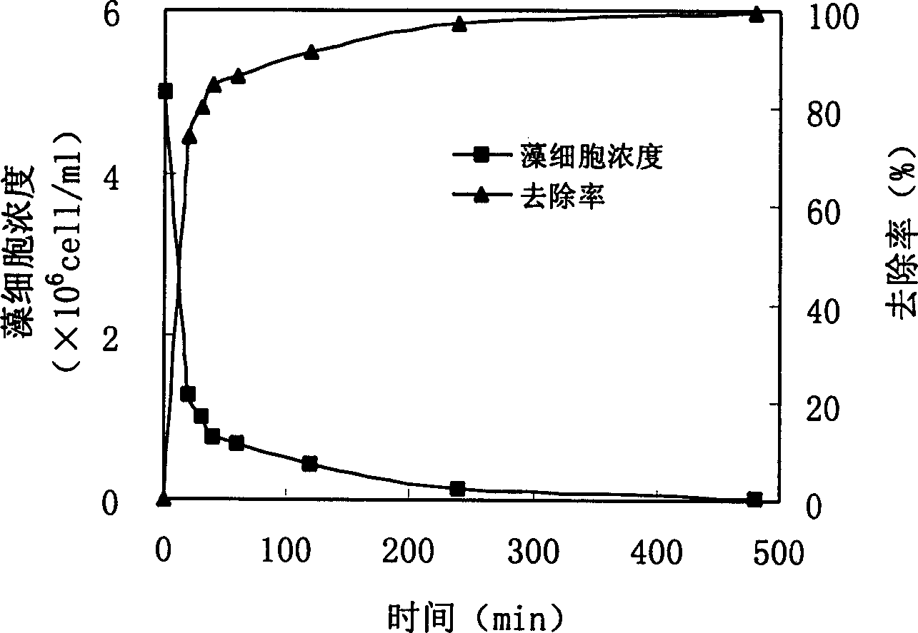 High efficiency algae flooculation agent, method for treating red tide and plakton bloom using same