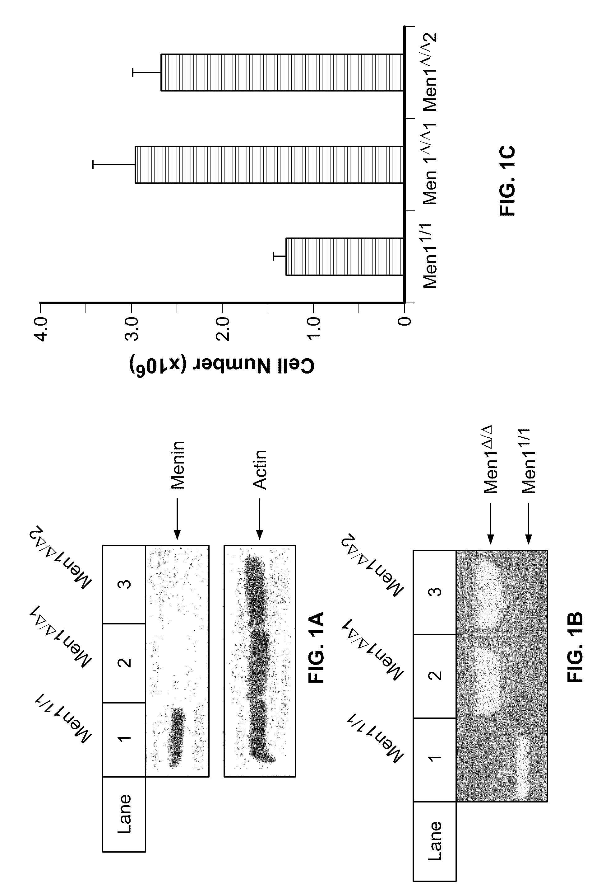 Men1 gene for diagnosis and treatment of diabetes