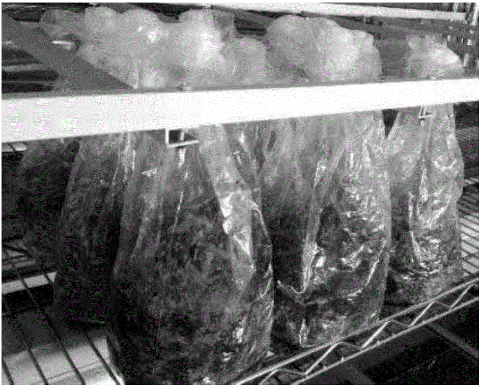 Trichoderma harzianum solid-state fermentation method