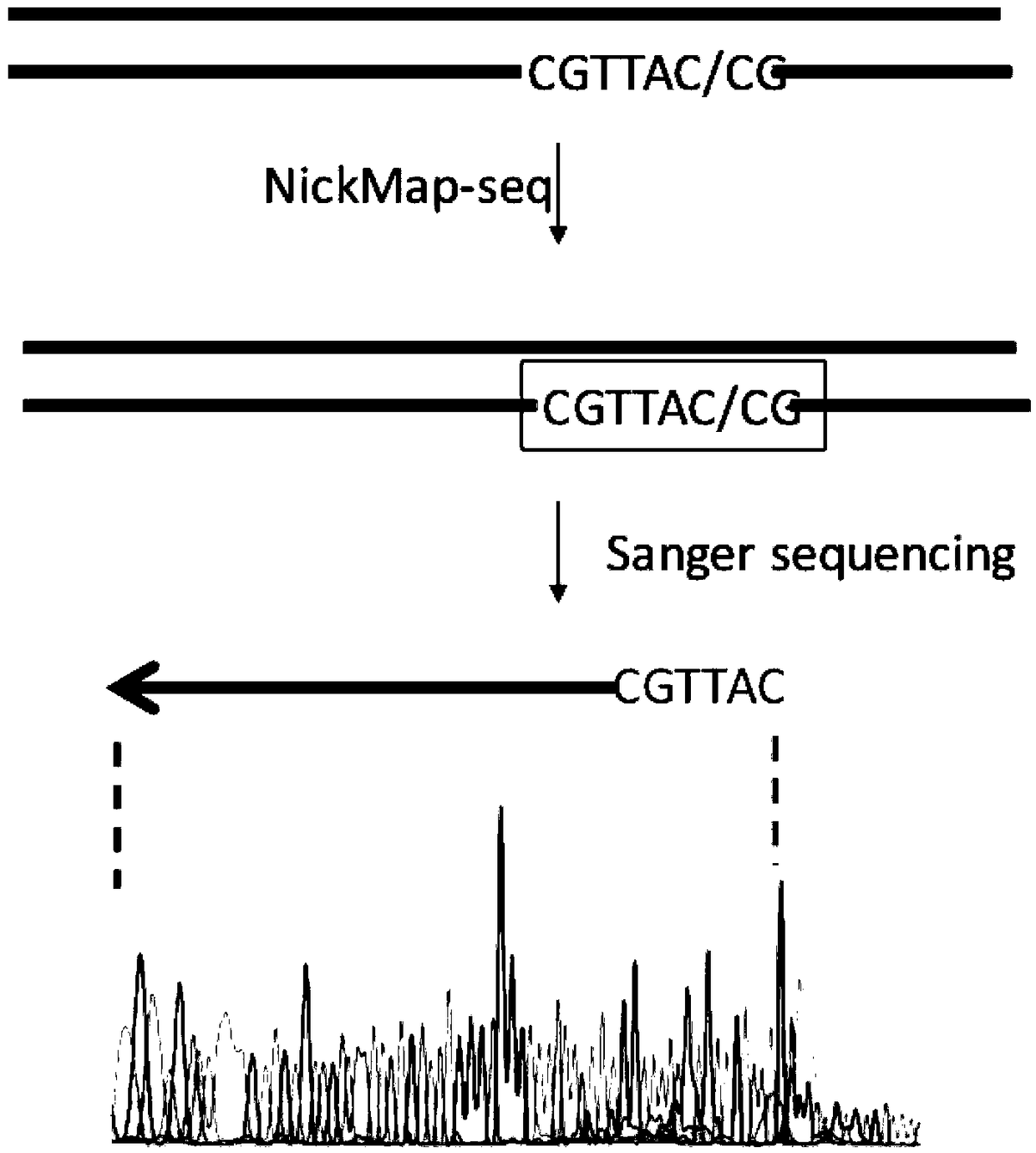 Method for locating damage and modification sites on genomic DNA