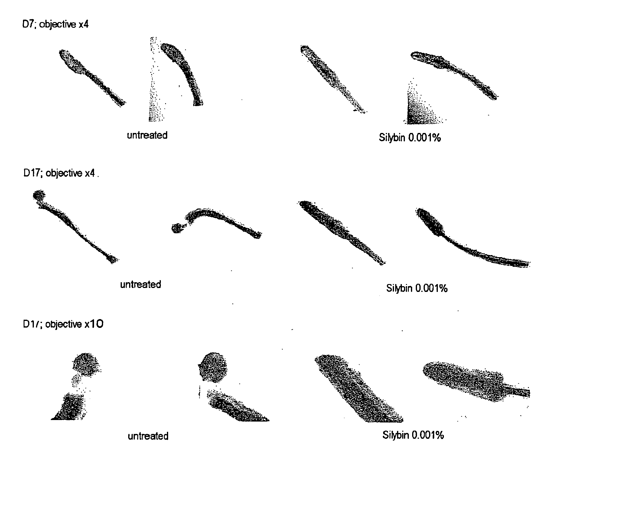 Utilisation de la silymarine et/ou de ses constituants comme agents promoteur de la pigmentation de la peau ou des cheveux