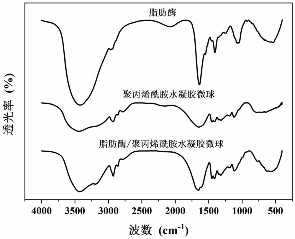 Lipase/polyacrylamide aquagel microsphere catalytic material, preparation method therefor and application of lipase/polyacrylamide aquagel microsphere catalytic material