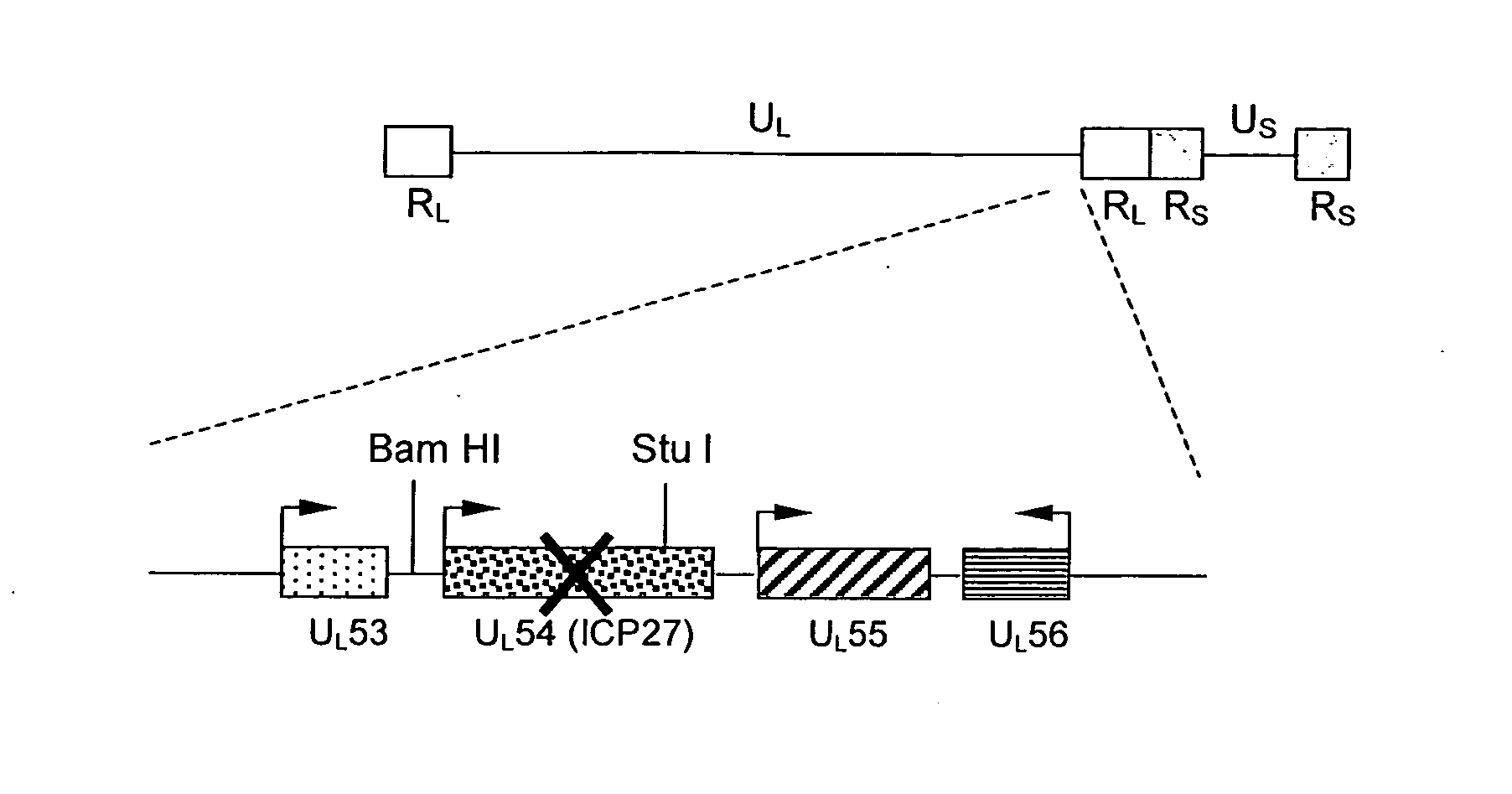 Recombinant AAV production in mammalian cells