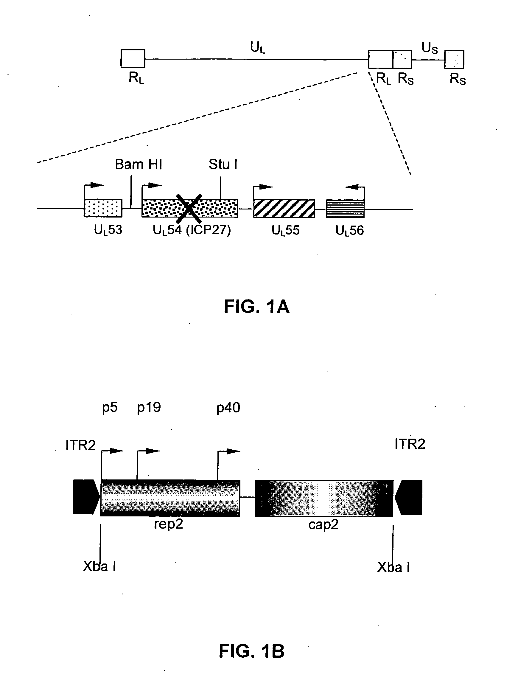 Recombinant AAV production in mammalian cells