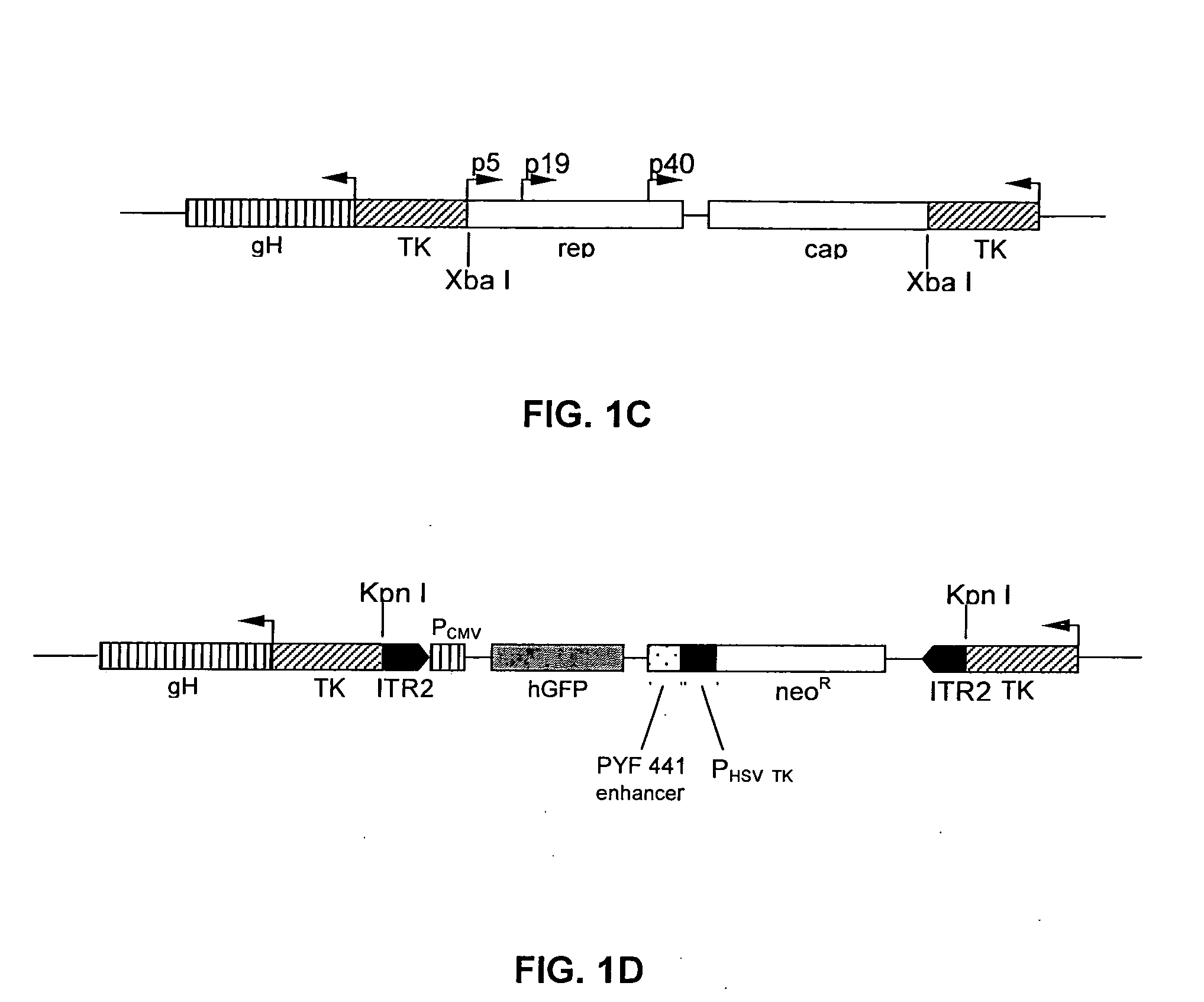 Recombinant AAV production in mammalian cells