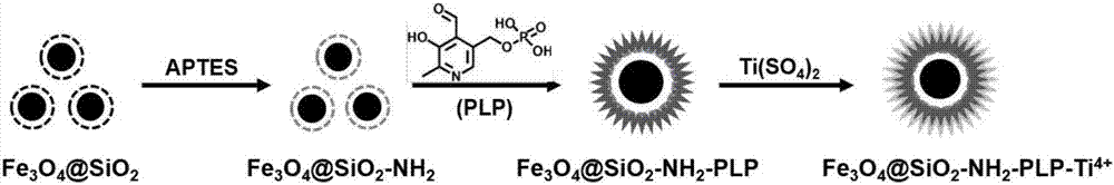 Method for preparing immobilized metal affinity material by using 5-pyridoxal phosphate