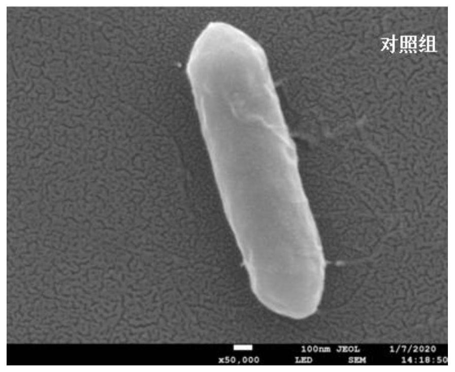 Application and use of antibacterial peptide Cm-CATH2 in inhibition of vibrio parahaemolyticus in marine products