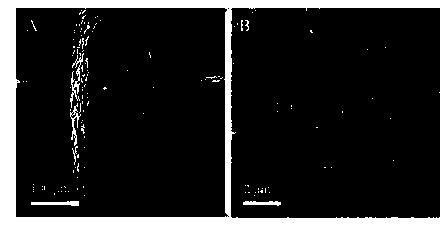 Novel three-dimensional nano carbon/stainless steel mesh compound biological anode as well as preparation method and application thereof