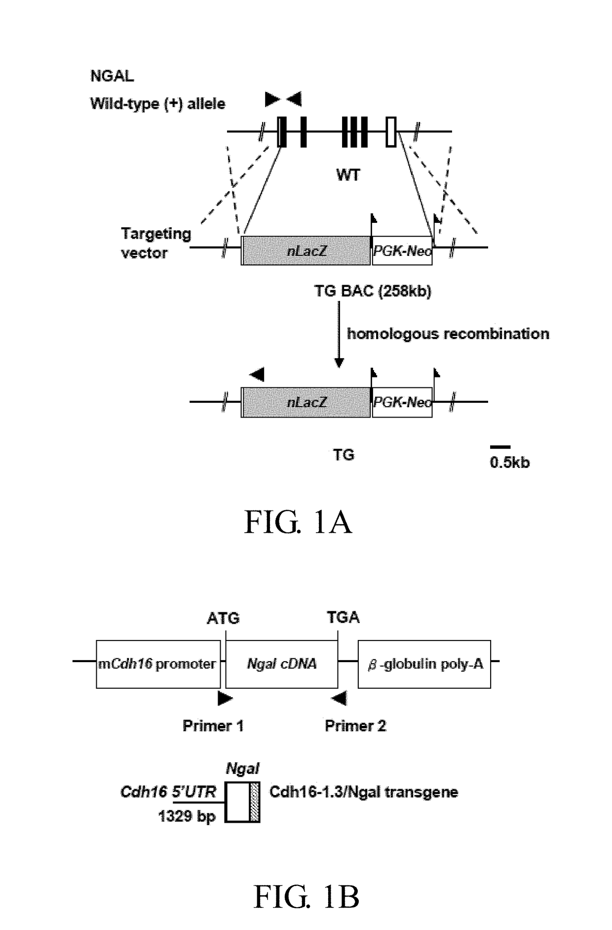 Method of treating or preventing polycystic kidney disease and pkd animal model with exogenous neutrophil gelatinase-associated lipocalin