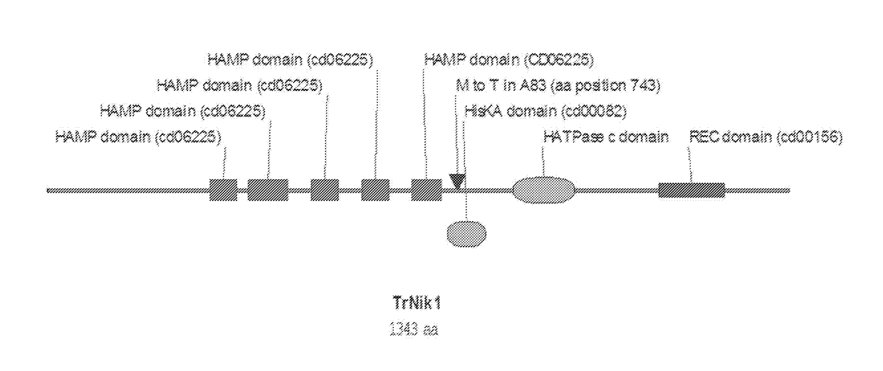 Fungal strains and methods of use