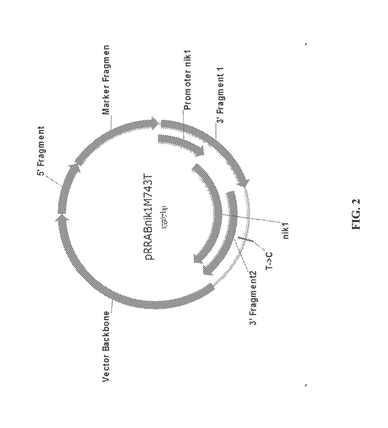 Fungal strains and methods of use