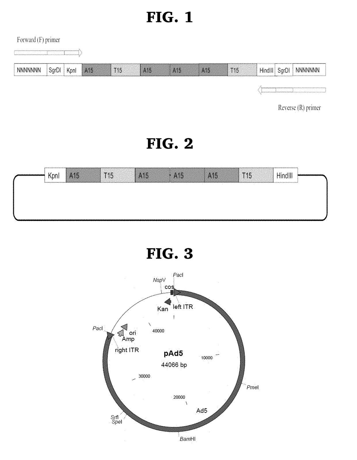 Engineered oncolytic viruses containing hyper-binding sites to sequester and suppress activity of oncogenic transcription factors as a novel treatment for human cancer