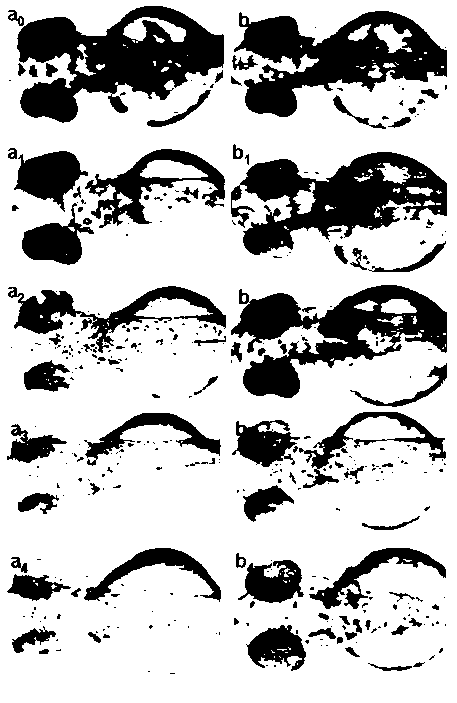 Application of arbutin sugar ester derivative in preparation of cosmetics or drugs