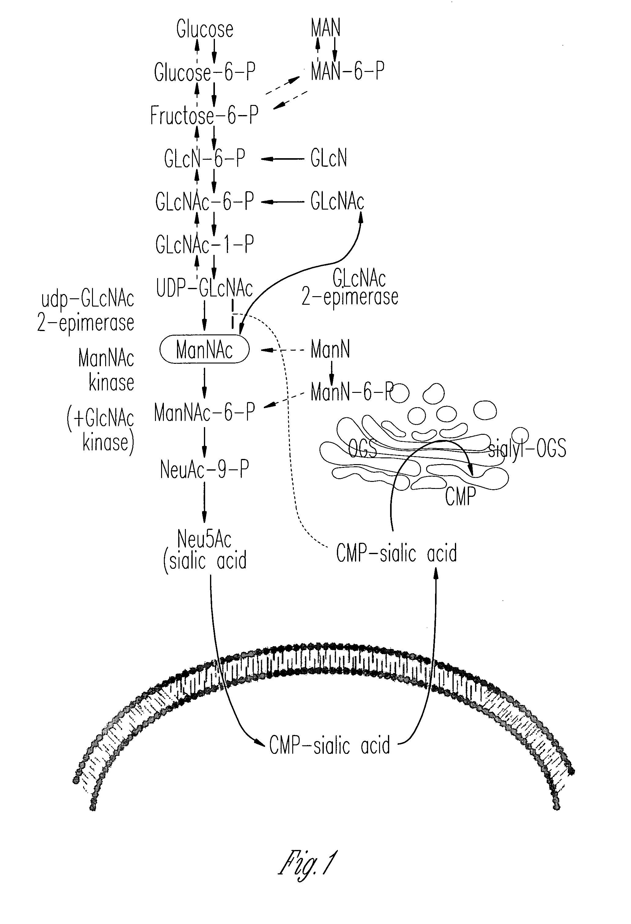 N-acetyl mannosamine as a therapeutic agent