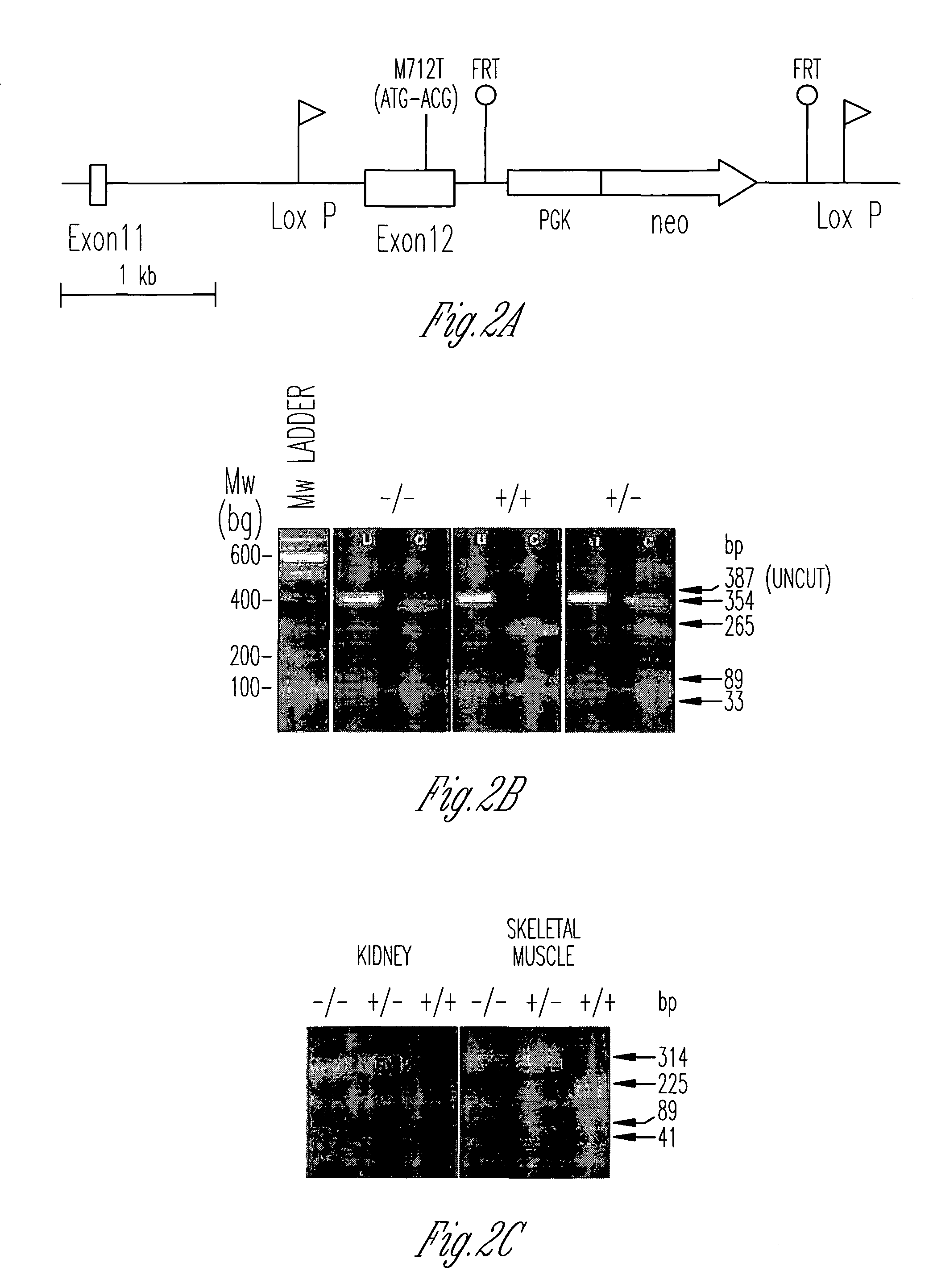 N-acetyl mannosamine as a therapeutic agent