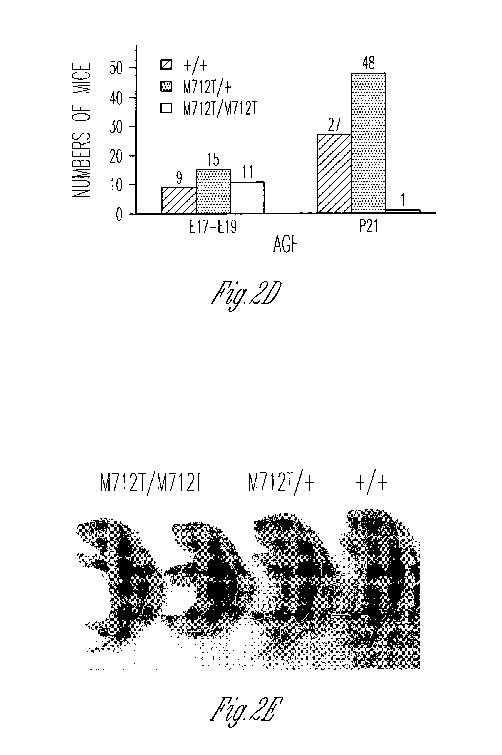 N-acetyl mannosamine as a therapeutic agent