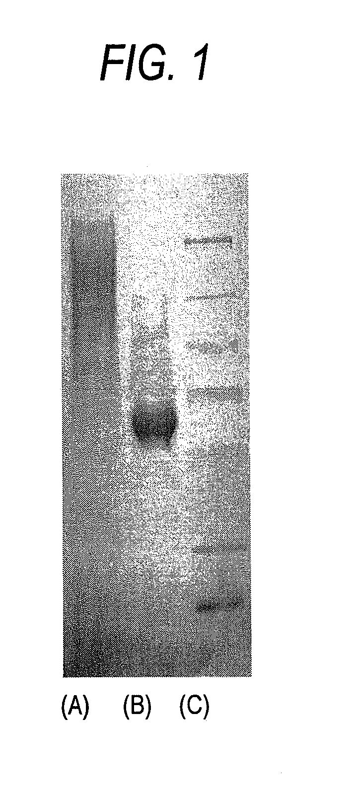 Modified bio-related substance, process for producing the same, and intermediate