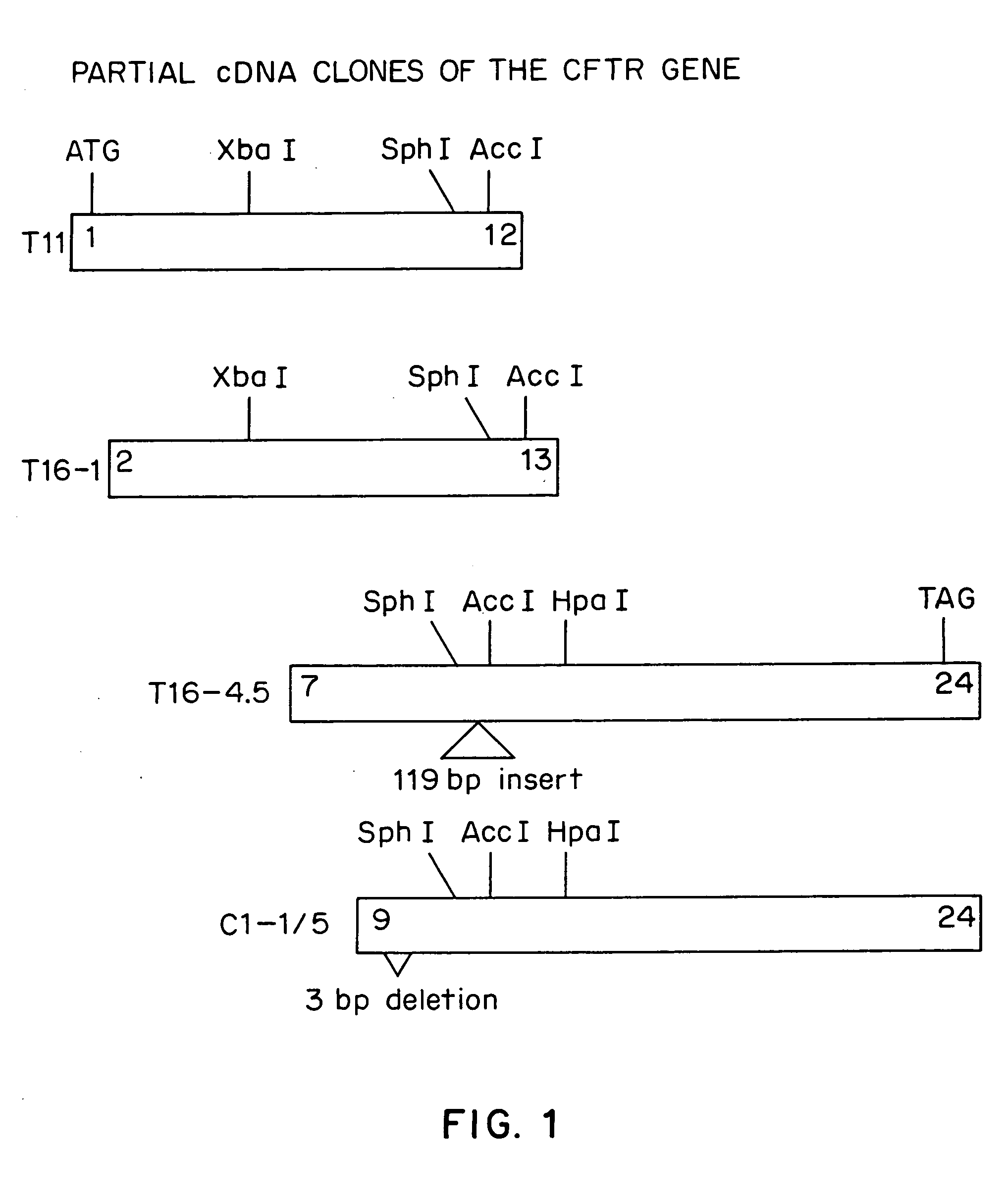 Diagnostic and treatment methods involving the cystic fibrosis transmembrane regulator