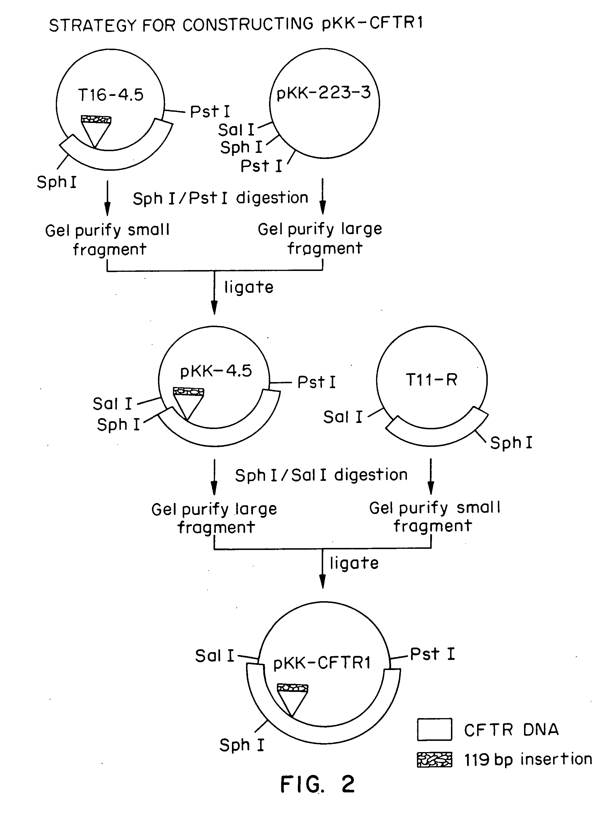 Diagnostic and treatment methods involving the cystic fibrosis transmembrane regulator