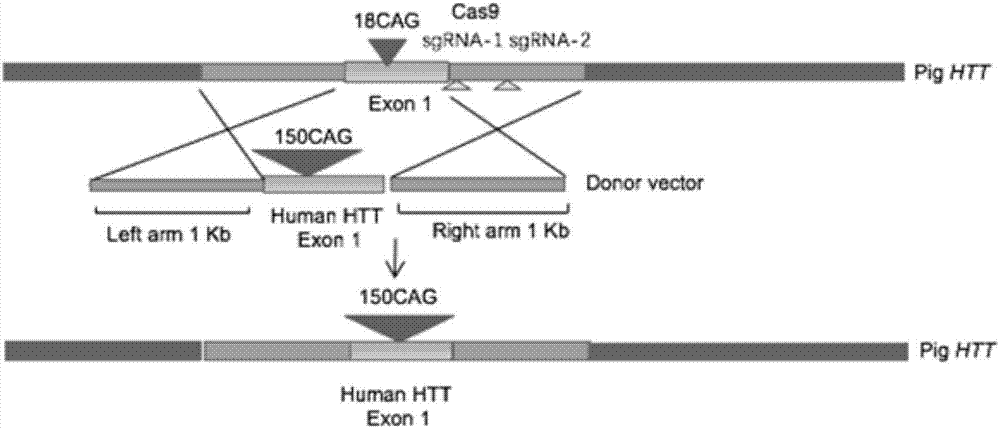 Recombinant vector for knock-in of human Huntington gene, construction method of recombinant vector and application of recombinant vector in construction of model pig