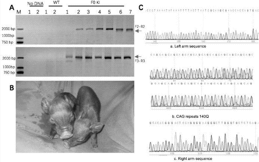 Recombinant vector for knock-in of human Huntington gene, construction method of recombinant vector and application of recombinant vector in construction of model pig