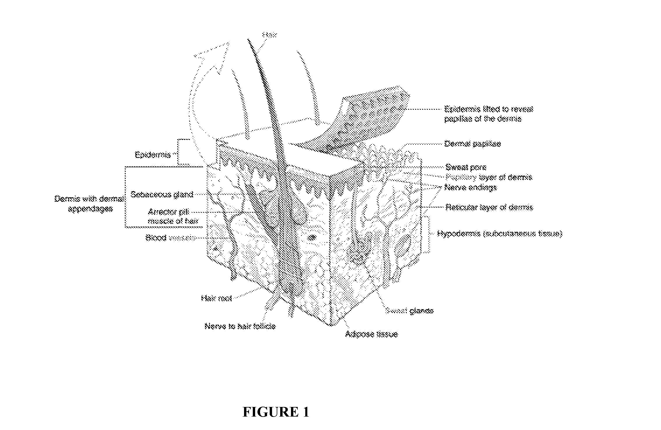 Compositions and Methods for Treating Cutaneous Scarring