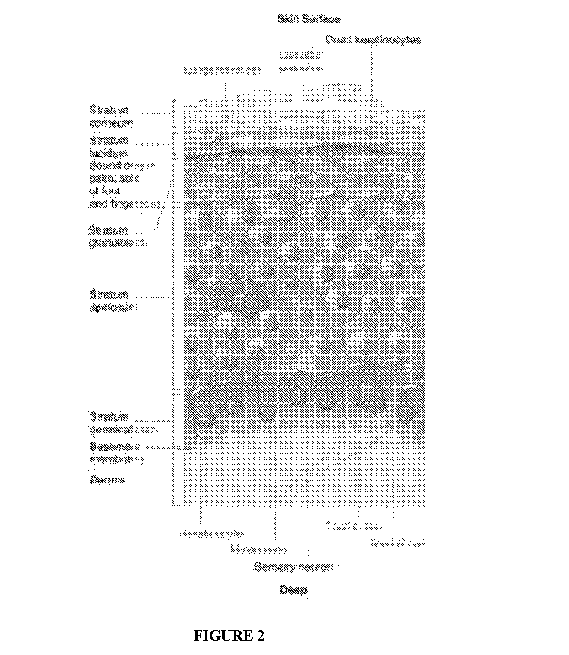 Compositions and Methods for Treating Cutaneous Scarring