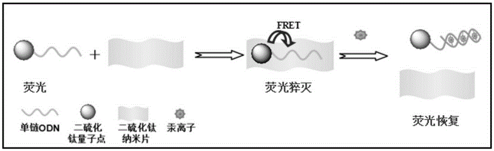 Preparation method of titanium disulfide nanosheet/quantum dot composite mercury ion fluorescent probe