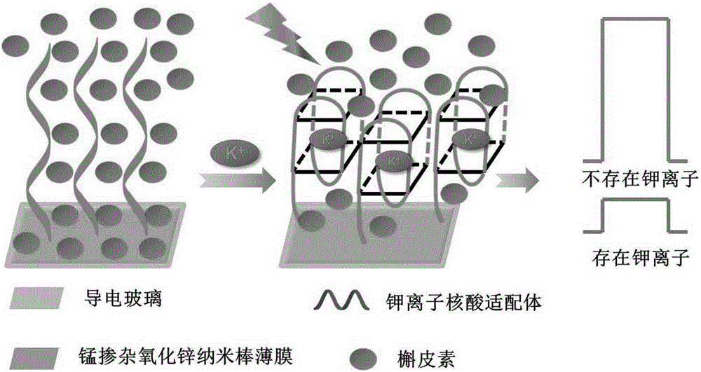 Construction method and detection method of potassium ion nucleic acid aptamer photoelectrochemical sensor based on diluted magnetic semiconductor