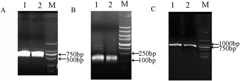Cas9 mediated carnation gene editing carrier and application