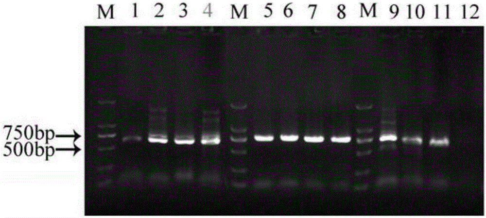 Cas9 mediated carnation gene editing carrier and application