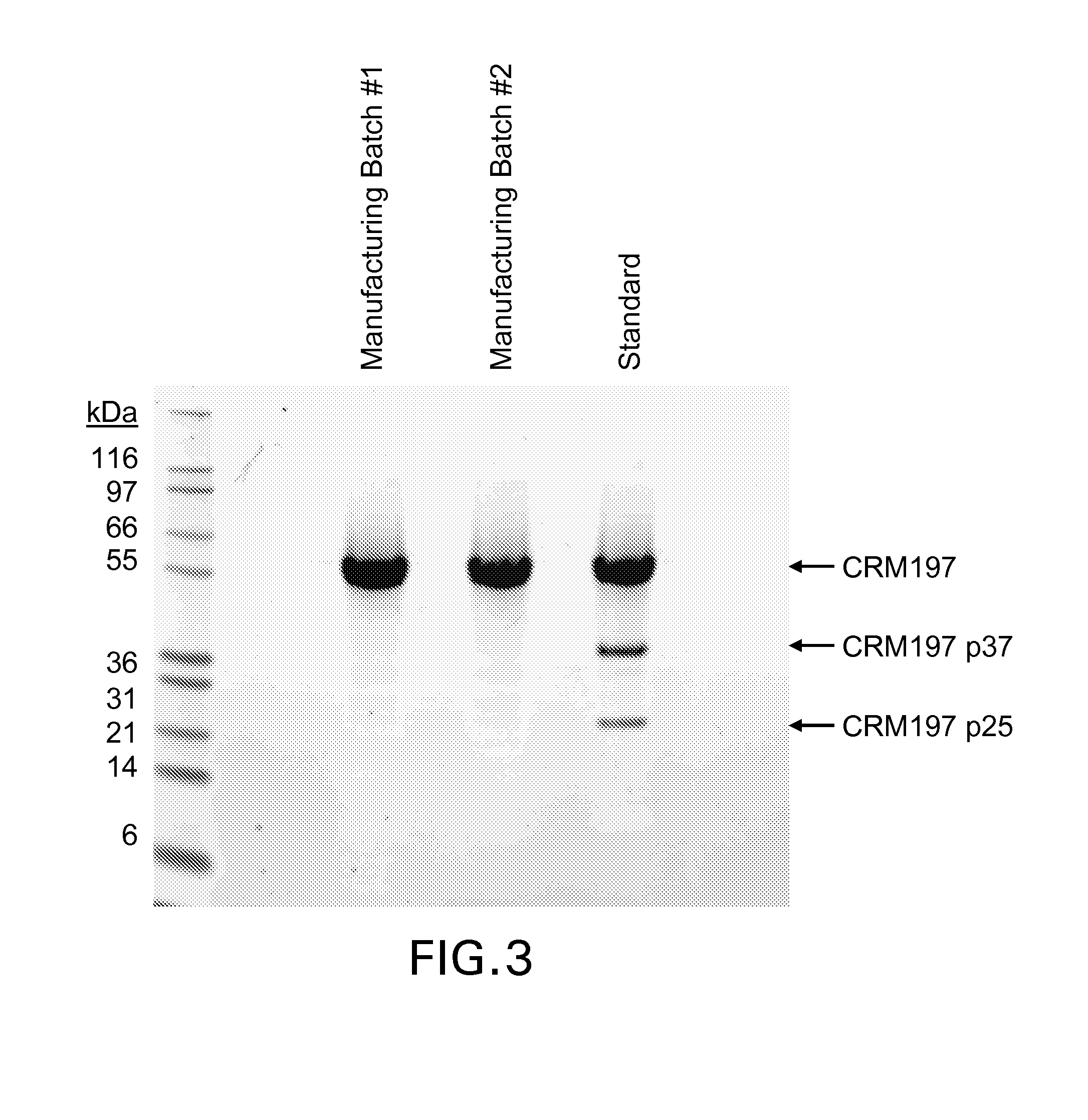 Methods of purification of native or mutant forms of diphtheria toxin